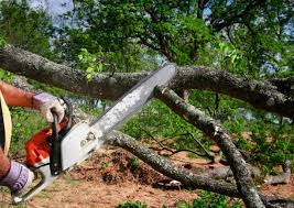 Best Fruit Tree Pruning  in Mount Pocono, PA